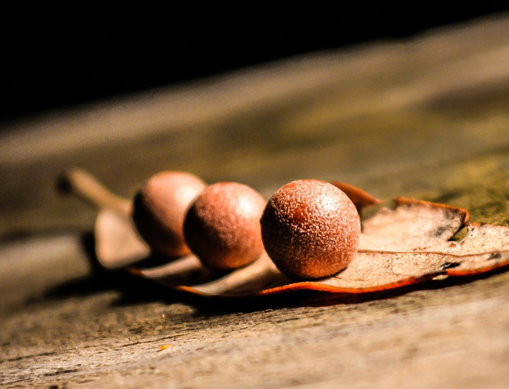 短信轰机轰炸app下载